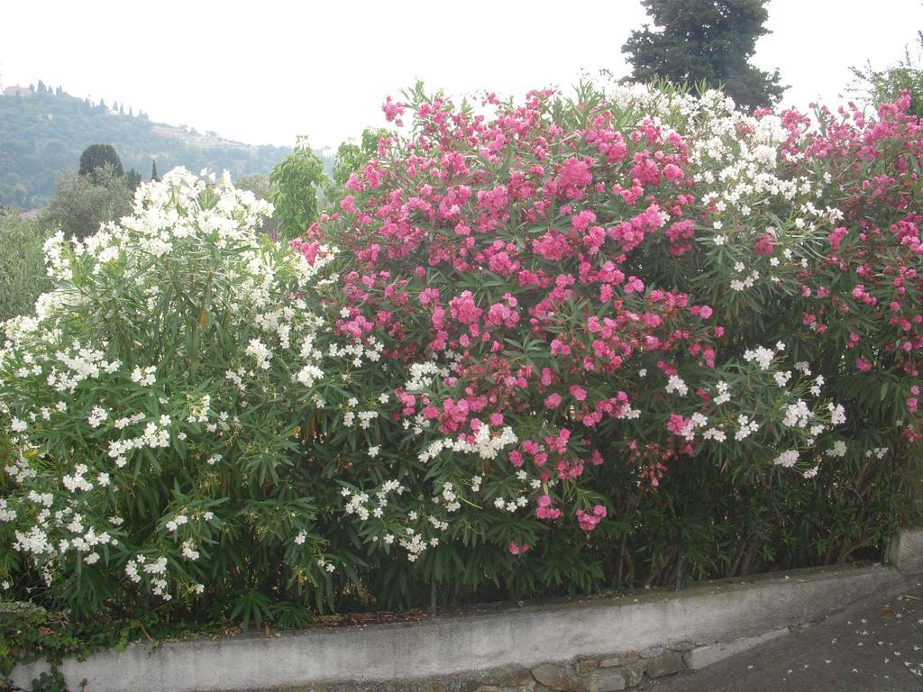 Residence Hotel Edy Imperia Exterior foto